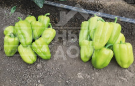 Насіння солодкого перцю Іветта F1 / Ivetta F1 купити оптом і в роздріб в Україні за вигідною ціною