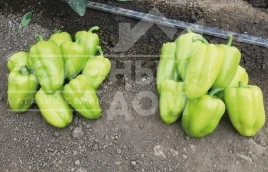 Насіння солодкого перцю Іветта F1 / Ivetta F1 купити оптом і в роздріб в Україні за вигідною ціною