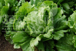 Насіння салату Кларіст / Clarist купити оптом і в роздріб в Україні за вигідною ціною