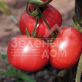Семена томатов Розализа F1 / Rosaliesa F1,87-90 дней купить оптом и в розницу в Украине по выгодной цене
