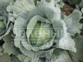 Семена капусты белокочанной Марлу F1 / Marlu F1,85-90 дней купить оптом и в розницу в Украине по выгодной цене