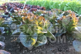 Семена салата Овиред / Ovired купить оптом и в розницу в Украине по выгодной цене