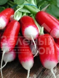 Семена редиса Слована / Slovana,32-35 дней купить оптом и в розницу в Украине по выгодной цене