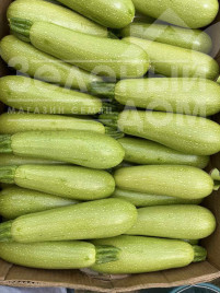 Насіння кабачків Інесса F1 / Inessa F1 купити оптом і в роздріб в Україні за вигідною ціною