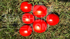 Насіння томатів Квікфаєр F1 / Kvikfaer F1,85-95 днів купити оптом і в роздріб в Україні за вигідною ціною