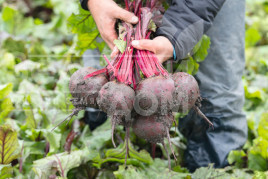 Насіння буряка Манзу F1 / Manzu F1,114 днів купити оптом і в роздріб в Україні за вигідною ціною
