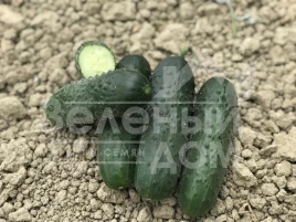 Семена огурцов Ромоло F1 / Romolo F1 купить оптом и в розницу в Украине по выгодной цене