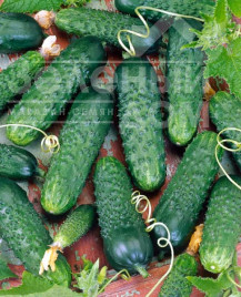 Насіння огірків Октопус F1 / Octopus F1,45-48 днів купити оптом і в роздріб в Україні за вигідною ціною