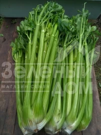 Семена сельдерея Паскаль Гигант / Pascal Giant,80-90 дней купить оптом и в розницу в Украине по выгодной цене