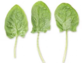 Семена шпината Гну F1 / Gnu F1 купить оптом и в розницу в Украине по выгодной цене