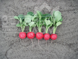 Насіння редису Лаурелла F1 / Laurella F1, 23-25 днів купити оптом і в роздріб в Україні за вигідною ціною