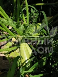 Семена кабачков Ренди F1 (INX 5286)  / Rendi F1 (INX 5286),35-37 дней купить оптом и в розницу в Украине по выгодной цене