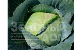 Семена капусты белокочанной Галикан F1 / Galikan F1,65-70 дней купить оптом и в розницу в Украине по выгодной цене