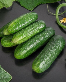 Насіння огірків Циркон F1 / Zircon F1,45-50 днів купити оптом і в роздріб в Україні за вигідною ціною