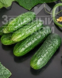 Насіння огірків Циркон F1 / Zircon F1,45-50 днів купити оптом і в роздріб в Україні за вигідною ціною