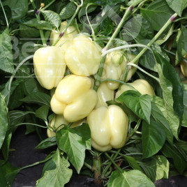 Насіння солодкого перцю КС 3311 F1 / KS 3311 F1 купити оптом і в роздріб в Україні за вигідною ціною