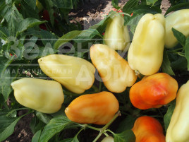 Насіння солодкого перцю Бонета / Boneta купити оптом і в роздріб в Україні за вигідною ціною