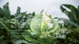 Семена капусты цветной Пакстон F1 / Paxton F1, 85-90 дней купить оптом и в розницу в Украине по выгодной цене