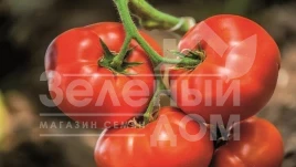 Семена томатов Ники Зел F1 / Niki Zel F1,60-70 дней купить оптом и в розницу в Украине по выгодной цене