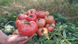 Насіння томатів Балроза F1 / Balroza F1,65 днів купити оптом і в роздріб в Україні за вигідною ціною