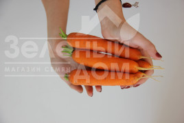 Насіння моркви Руфіна F1 / Rufina F1 купити оптом і в роздріб в Україні за вигідною ціною