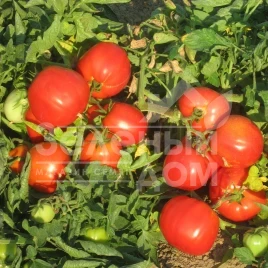 Семена томатов Бравадо F1 / Bravado F1,95-100 дней купить оптом и в розницу в Украине по выгодной цене