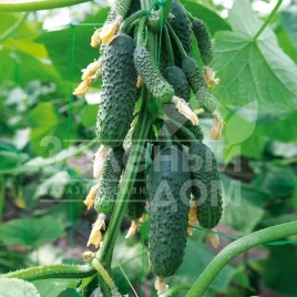 Семена огурцов Нибори F1 / Nibori F1,45-50 дней купить оптом и в розницу в Украине по выгодной цене