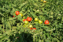 Насіння томатів ВТ 42 F1 / BT 42 F1 купити оптом і в роздріб в Україні за вигідною ціною