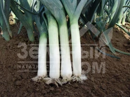 Лук порей Терминалл / Terminal купить оптом и в розницу в Украине по выгодной цене