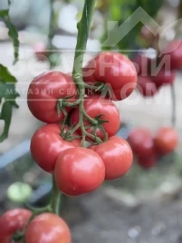 Семена томатов Монсеррат F1 / Monserrat F1, 65-68 дней купить оптом и в розницу в Украине по выгодной цене