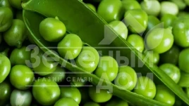 Семена гороха Экселенс / Excalance купить оптом и в розницу в Украине по выгодной цене