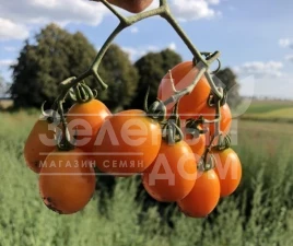 Семена томатов Оранж Олив F1 / Orange Olive F1,95-100 дней купить оптом и в розницу в Украине по выгодной цене