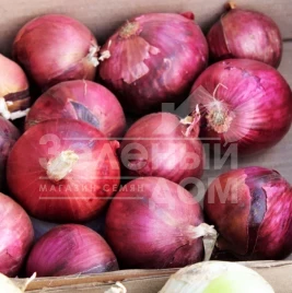 Лук репчатый Дивина Стар F1 / Divina Star F1 купить оптом и в розницу в Украине по выгодной цене