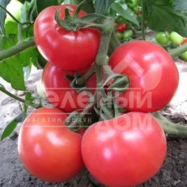 Семена томатов Китару F1(KS 14 F1) / Kitaru F1(KS 14 F1),105-115 дней купить оптом и в розницу в Украине по выгодной цене