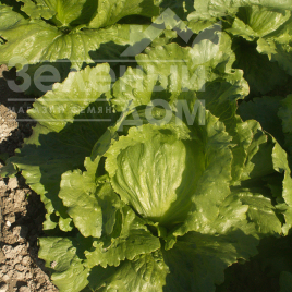 Насіння салату Грін Мун (ICE 18140) / Green Moon (ICE 18140),50-55 днів купити оптом і в роздріб в Україні за вигідною ціною