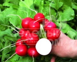 Семена редиса Романо F1 / Romano F1 купить оптом и в розницу в Украине по выгодной цене