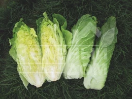 Семена салата Весперо F1 / Vespero F1,80-90 дней купить оптом и в розницу в Украине по выгодной цене