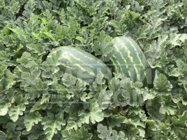 Семена арбуза Турбо 840 F1 / Turbo 840 F1 купить оптом и в розницу в Украине по выгодной цене