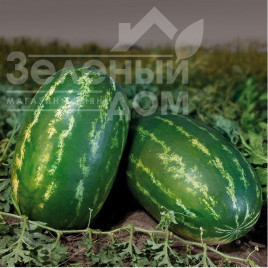 Насіння кавуна КС 350 F1 / KS 350 F1 купити оптом і в роздріб в Україні за вигідною ціною