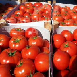 Насіння томатів Матіас F1 / Matias F1,100-115 днів купити оптом і в роздріб в Україні за вигідною ціною