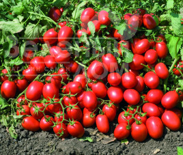 Насіння томатів Адванс F1 / Advans F1,110-120 днів купити оптом і в роздріб в Україні за вигідною ціною