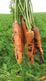 Насіння моркви Курода Шантане / Kuroda Shantanu,100 днів купити оптом і в роздріб в Україні за вигідною ціною