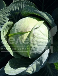 Семена капусты белокочанной Циклон F1 / Cyclone F1,100 дней купить оптом и в розницу в Украине по выгодной цене