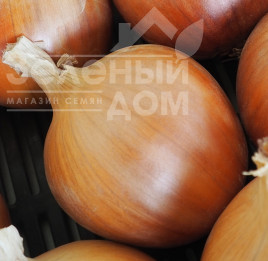 Цибуля ріпчаста Арміна F1 / Armina F1, 130-140 днів купити оптом і в роздріб в Україні за вигідною ціною