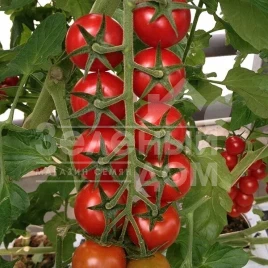 Семена томатов Арома F1 / Aroma F1,100-105 дней купить оптом и в розницу в Украине по выгодной цене