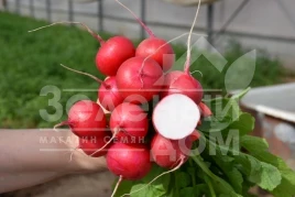 Семена редиса Глориэт F1 / Gloriette F1,20 дней купить оптом и в розницу в Украине по выгодной цене