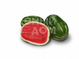 Насіння кавуна Юта F1 / Yuta F1, 68-70 днів купити оптом і в роздріб в Україні за вигідною ціною