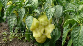 Насіння солодкого перцю Діамант F1 / Diamant F1,40-45 днів купити оптом і в роздріб в Україні за вигідною ціною