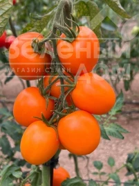 Семена томата Элипсо Оранж F1 (Elipso Orange F1), 60-65 дней купить оптом и в розницу в Украине по выгодной цене