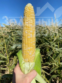 Насіння кукурудзи Розі F1 / Rozi F1, 73-74 дні купити оптом і в роздріб в Україні за вигідною ціною